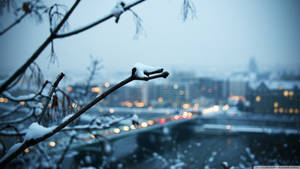 被雪覆蓋的樹枝框住了模糊的城市景觀，夜燈閃爍。 — 天氣 壁紙