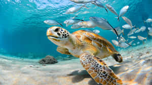 海龜與魚群在清澈的藍色海水中游泳，靠近沙質海底。