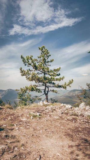 一棵孤獨的松樹在岩石山坡上，俯瞰遠山，藍天為背景。