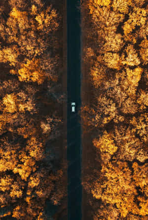 一輛白色汽車獨自行駛在從上方看到的金色秋林中的道路上。 — 秋天 壁紙