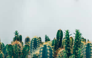 綠色仙人掌帶有黃色刺，襯托柔和的灰色天空。