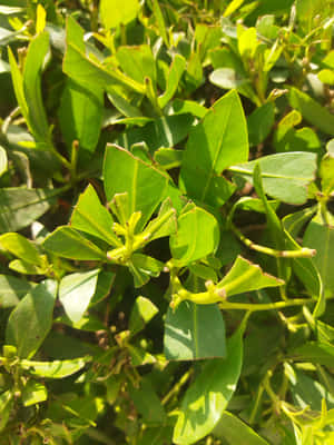 陽光照射下嘅綠色葉片同茂密葉叢中嘅新植物芽特寫 — 樹 壁紙