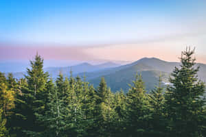 日出映照山脈，前景有常綠樹 — 紅色山脈 壁紙