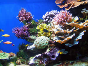 色彩繽紛的珊瑚礁，熱帶魚在清澈的藍色海水中游動。