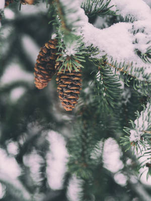 冬季森林中帶有松果的雪覆蓋松樹枝條。