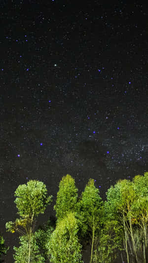 高聳的綠樹框住了一片廣闊的星空夜空。