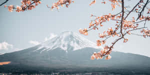 櫻花框住了春天白雪覆蓋的富士山景色。