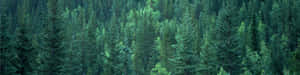 一片廣闊的高大常綠樹林在自然光下。 — 海浪 壁紙
