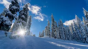 晴朗的冬日,陽光穿過積雪的松樹。