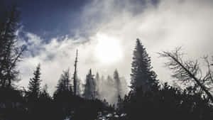 霧中的常綠樹，陽光穿過雲層照耀