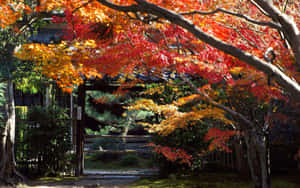 傳統日本門，以火紅的秋楓為框。