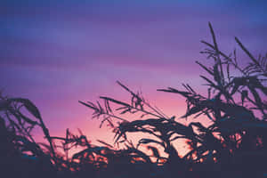 剪影的玉米稈襯著紫色和粉紅色的日落天空。