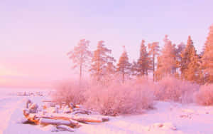 白雪皚皚的冬日場景，結霜的樹木和浮木在粉紅色天空下。