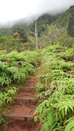 蜿蜒小徑穿過蕨類植物通往霧氣山脈
