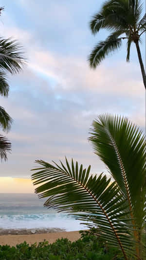 棕櫚樹框住一個海灘，夕陽西下，輕柔的海浪和柔和的天空。