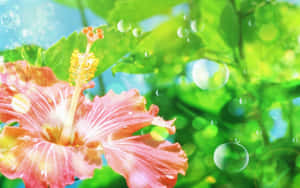 粉紅色芙蓉花，氣泡在陽光下的綠葉中漂浮。