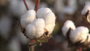 田間植物上蓬鬆白色棉花球的特寫。 — 向日葵田 壁紙