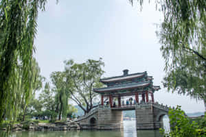 傳統中式亭橋橫跨水面，被垂柳環繞 — 樹 壁紙
