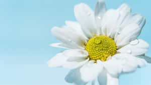 白色雛菊，花瓣上有露珠，背景是藍天。 — 向日葵田 壁紙