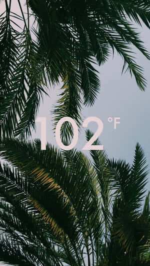 棕櫚葉上覆蓋 102°F 文字，表示極端高溫。