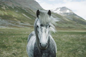 一匹灰色馬，鬃毛飄逸，站在山間草地上。