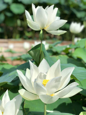 白色蓮花，黃色花心，被綠葉環繞，在明亮的陽光下。 — 綠色動態圖 壁紙