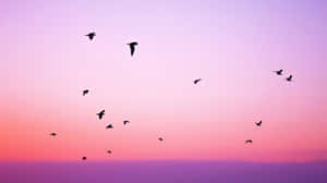 鳥兒在粉紅和紫色的日落天空下飛翔。 — 夏日氣息 壁紙