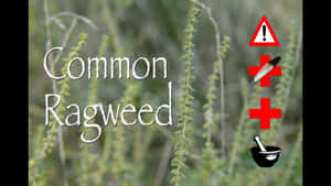 帶有過敏警告標誌和文字疊加的常見豚草植物。 — 植物 壁紙