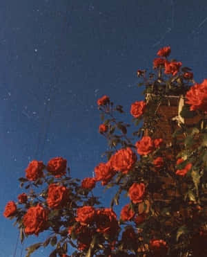 紅玫瑰在星空下攀爬磚牆。