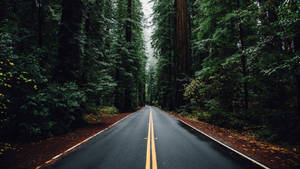 一條濕漉漉的道路在陰天之下蜿蜒穿過茂密的綠色森林。