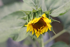 花園中一朵花瓣下垂、綠色花萼的向日葵。