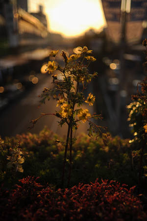 黃色花朵和紅色植物在金色夕陽光下在街道上閃耀。