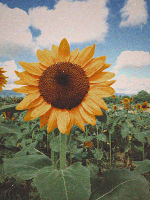 藍天白雲下田野中的一朵大向日葵。