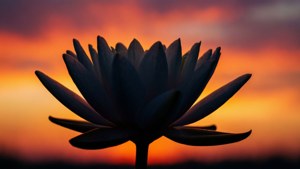 一朵蓮花剪影在充滿活力的日落天空中。