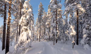 積雪的松樹在寂靜的冬季森林中，陽光透過樹梢灑落。