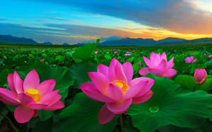 日落時池塘中的粉紅色蓮花，背景有山。 — 向日葵田 壁紙