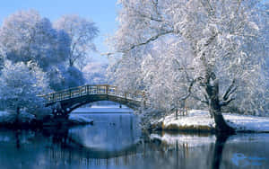 白雪覆蓋的樹木環繞著一座木橋，橫跨平靜的河流，在晴朗的冬日裡。