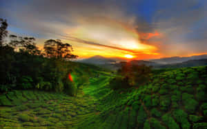 在 vibrant 的夕陽天空下，起伏的綠色茶園與遠山。 — 非洲 壁紙