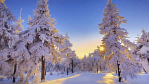 積雪的松樹沐浴在金色的日出光中，在寂靜的冬季森林裡。