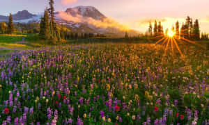 夕陽映照著紫色野花田，背景有白雪覆蓋的山脈和松樹。 — 日出 壁紙