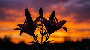 百合花和花蕾的剪影映襯著充滿活力的日落天空。