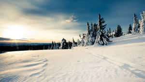 夕陽下白雪覆蓋的松樹山坡