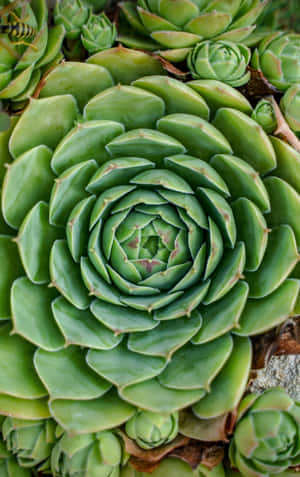 多肉植物iPhone — 植物 壁紙