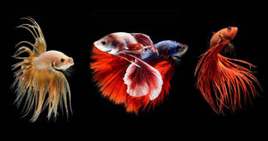 三條色彩繽紛的鬥魚，魚鰭精緻，在黑暗的攝影棚環境中游動。