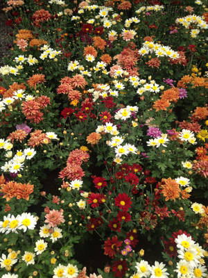 一個密集的花壇，充滿了紅色、橙色、白色和黃色等色彩繽紛的菊花。