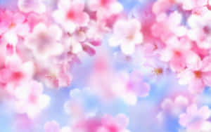 粉紅櫻花在粉藍色天空中柔和模糊