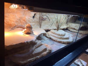 鬍鬚龍在加熱燈下的沙漠主題飼養箱中休息。