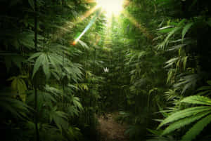 陽光透過高大的綠色大麻植物過濾，形成一條自然的森林小徑。