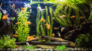金魚在裝飾水族箱中的綠色植物和浮木間游動。