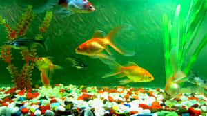 金魚和黑色的魚在色彩繽紛的水族箱中游動，裡面有綠色植物和鵝卵石。
